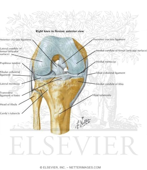 Knee
