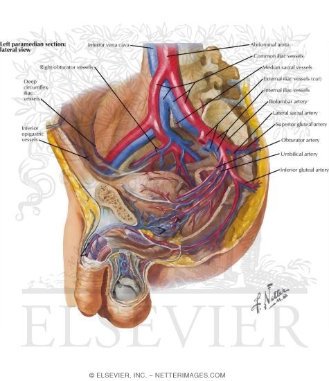 Watermarked preview of labeled image: Blood Supply of the Male Pelvis