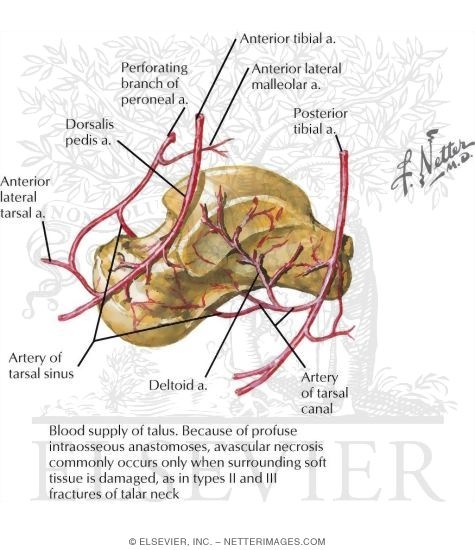 Arteries of the Ankle