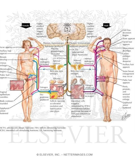 Watermarked preview of labeled image: Hormonal Events in Female Pubescence - Hormonal Events in Male Pubescence