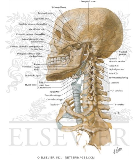 Skull and Neck