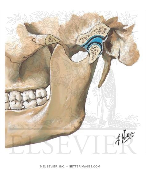 Temporomandibular Joint