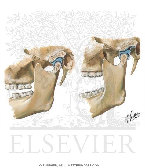Temporomandibular Joint Mechanics