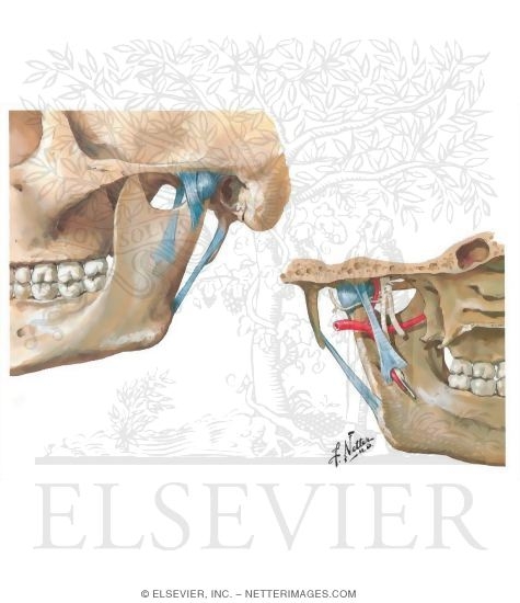 Temporomandibular Joint Ligaments