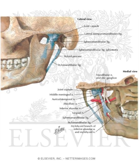 Dissertation vs thesis image