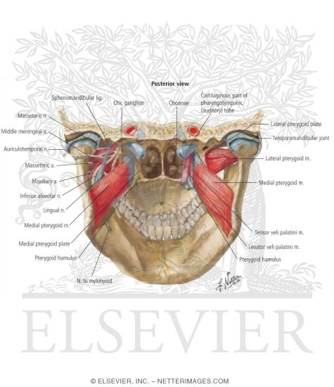 Posterior and Lateral Muscles Involved In Mastication