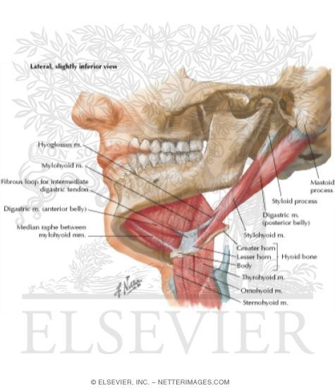 Floor of Mouth: Lateral, Slightly Inferior View