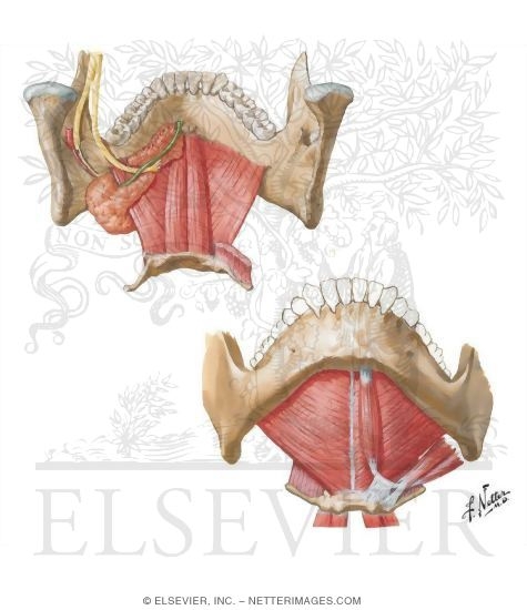 Floor of Mouth
