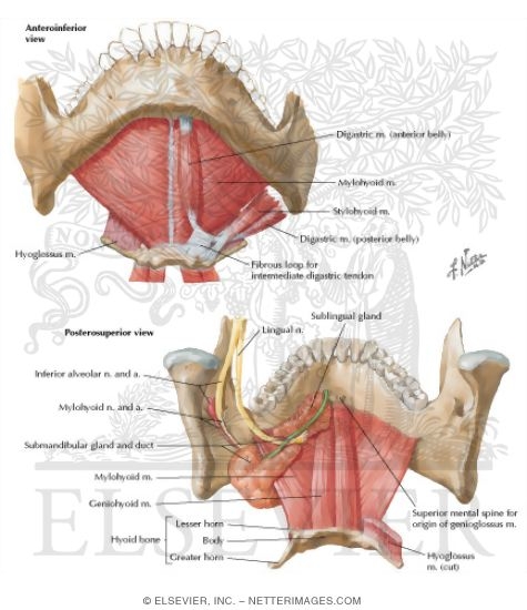 Floor Of Mouth