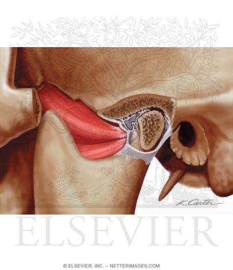 Watermarked preview of unlabeled image: Accuracy of Clinical Criteria for Classifying Internal Derangement and Arthrosis