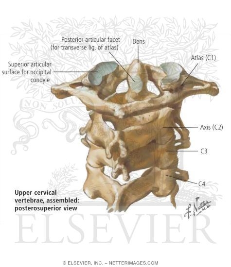 Joints of the Cervical Spine
