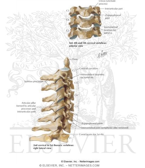 Joints of the Cervical Spine