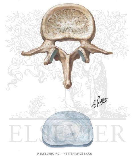 Lumbar Vertebrae