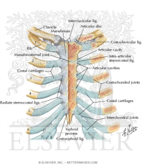 Ribs and Sternocostal Joints