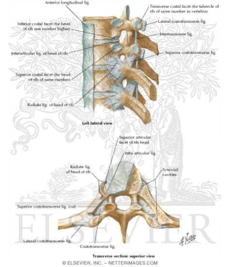Joints of the Thoracic Spine