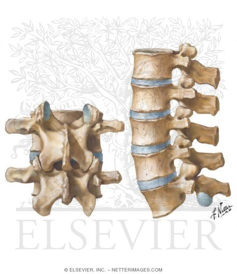 Joints of the Lumbar Spine