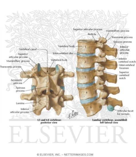 Watermarked preview of labeled image: Joints of the Lumbar Spine