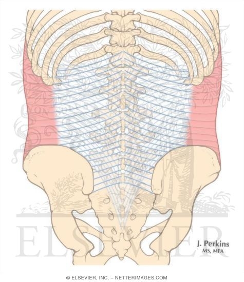 Thoracolumbar Fascia
