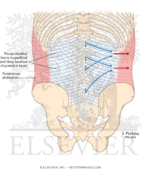 Thoracolumbar Fascia