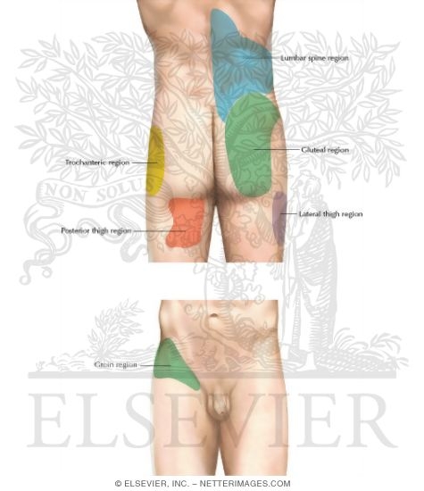 Lumbar Zygapophyseal Joint Pain Referral Patterns