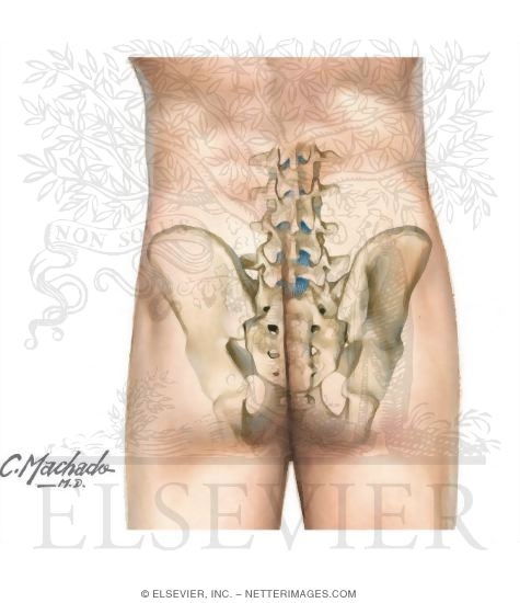 Sacroiliac Joint