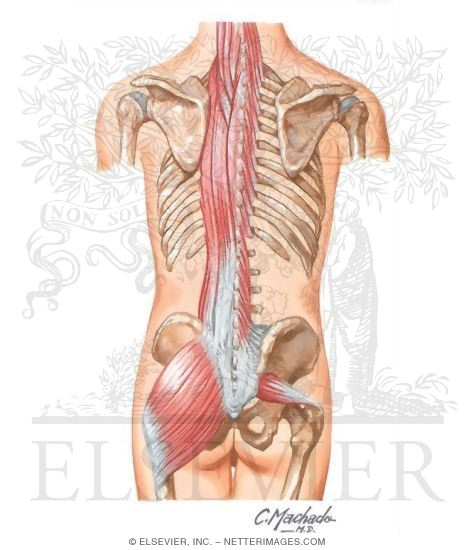 Watermarked preview of unlabeled image: Sacroiliac Region Muscles