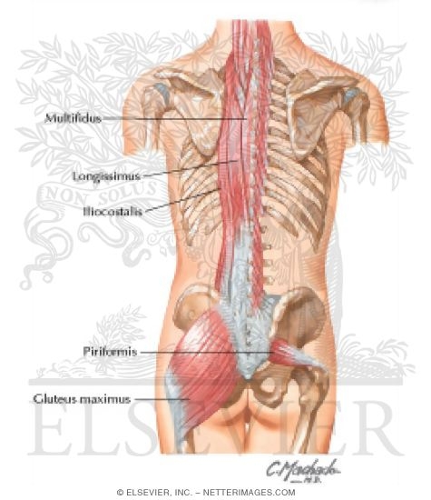 Watermarked preview of labeled image: Sacroiliac Region Muscles
