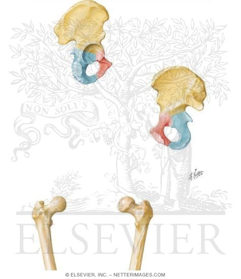 Hip (Coxal) Bone and Femur