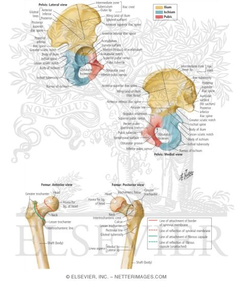 Hip (Coxal) Bone and Femur