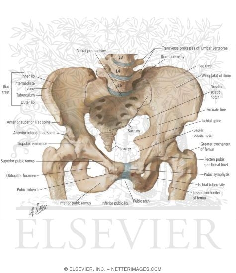 Watermarked preview of labeled image: Hip and Pelvis Joints