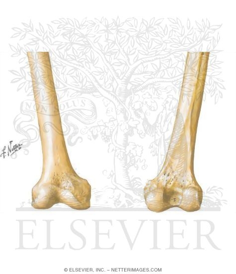 Femur