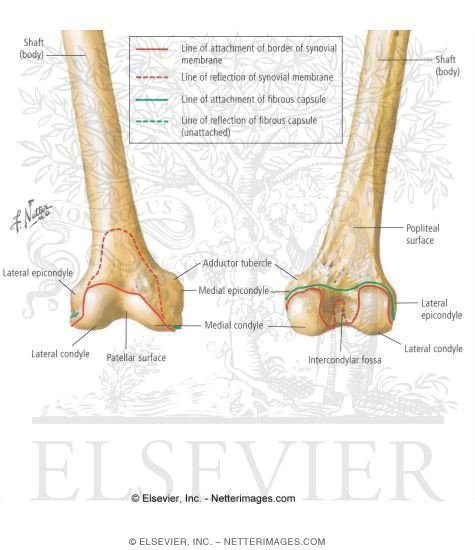 adductor tubercle of femur