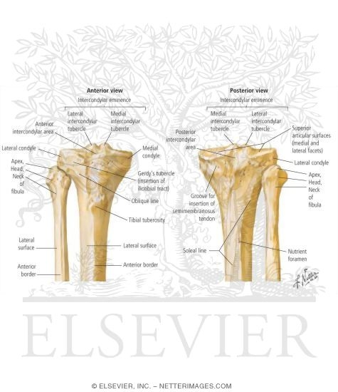 Tibia and Fibula