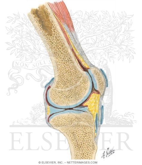 Sagittal Knee