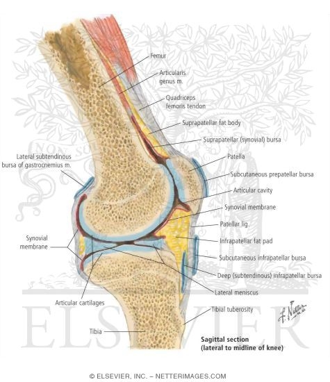 Sagittal Knee