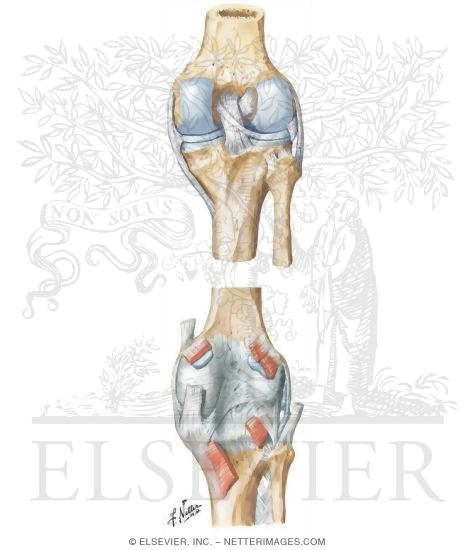 Posterior Ligaments of Knee