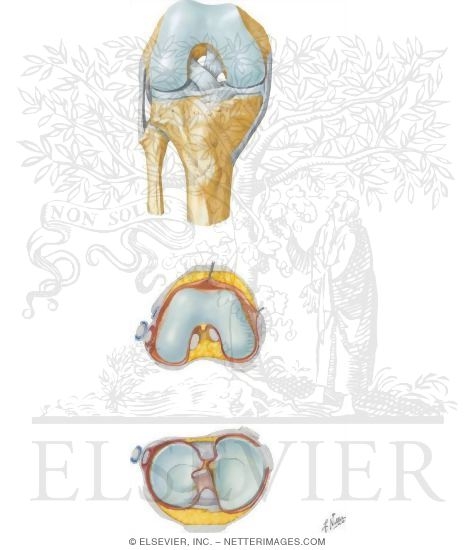 Interior and Anterior Ligaments of Knee