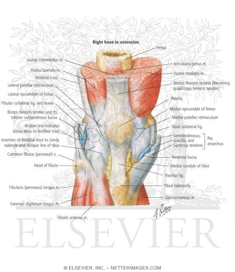 Anterior Muscles of Knee