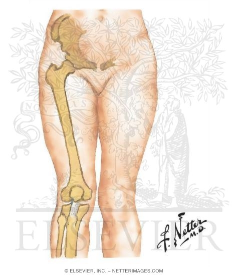 Quadriceps Angle Measurements
