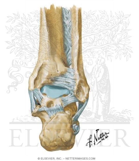 Posterior Ankle There are lots of bones and ligaments involved in this joint, so check out the. posterior ankle