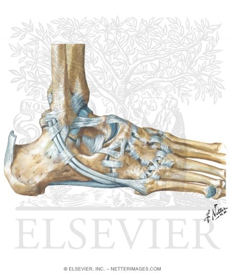 Lateral Ligaments of Ankle