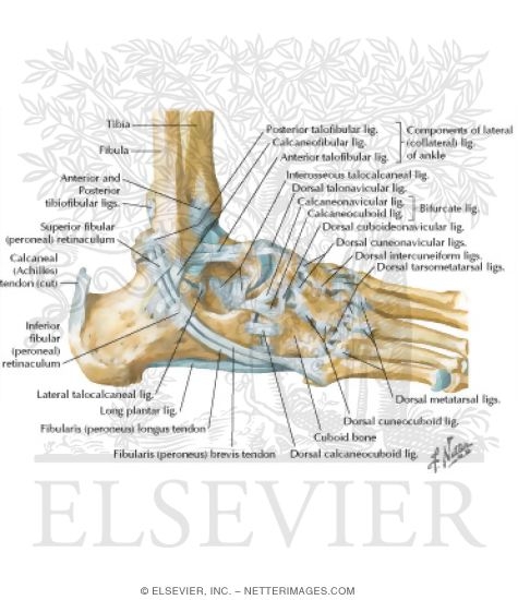 Lateral Ligaments Of Ankle Ligaments of the ankle joint ligaments and tendons of ankle. lateral ligaments of ankle