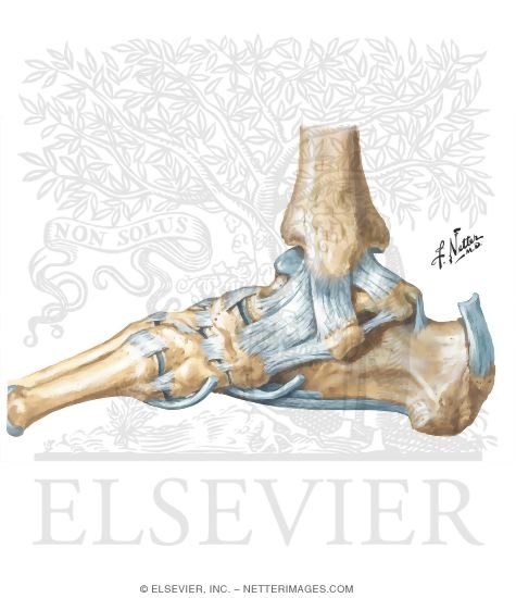 medial ankle ligaments