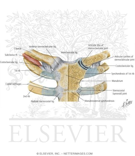 Watermarked preview of labeled image: Shoulder Joint