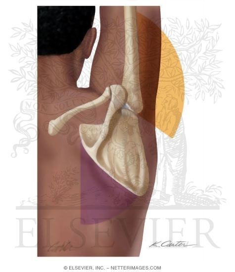 Scapulohumeral Rhythm