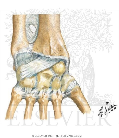 Posterior Ligaments of Wrist