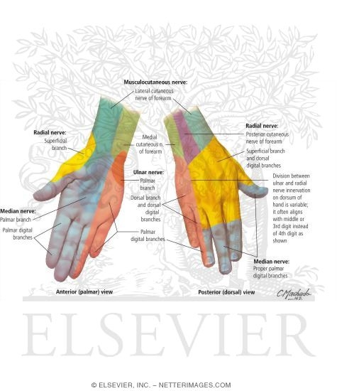 Carpal Tunnel Syndrome: Sensory Loss