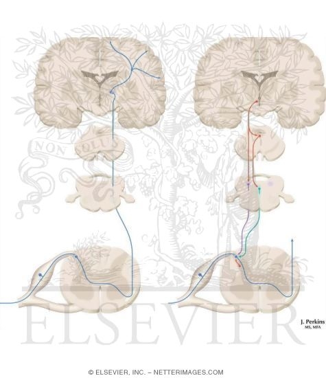 Pain Pathways