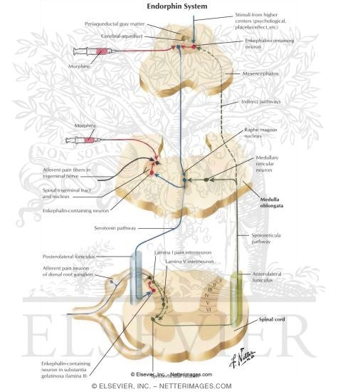Endorphin System