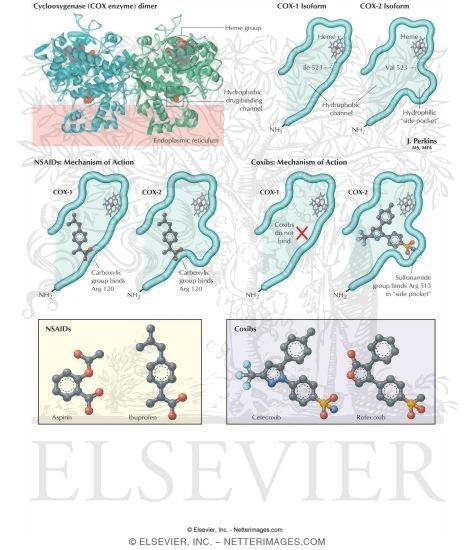 Watermarked preview of labeled image: Nonopioids: NSAIDs, Selective Cyclooxygenase-2 Inhibitors, and Acetaminophen